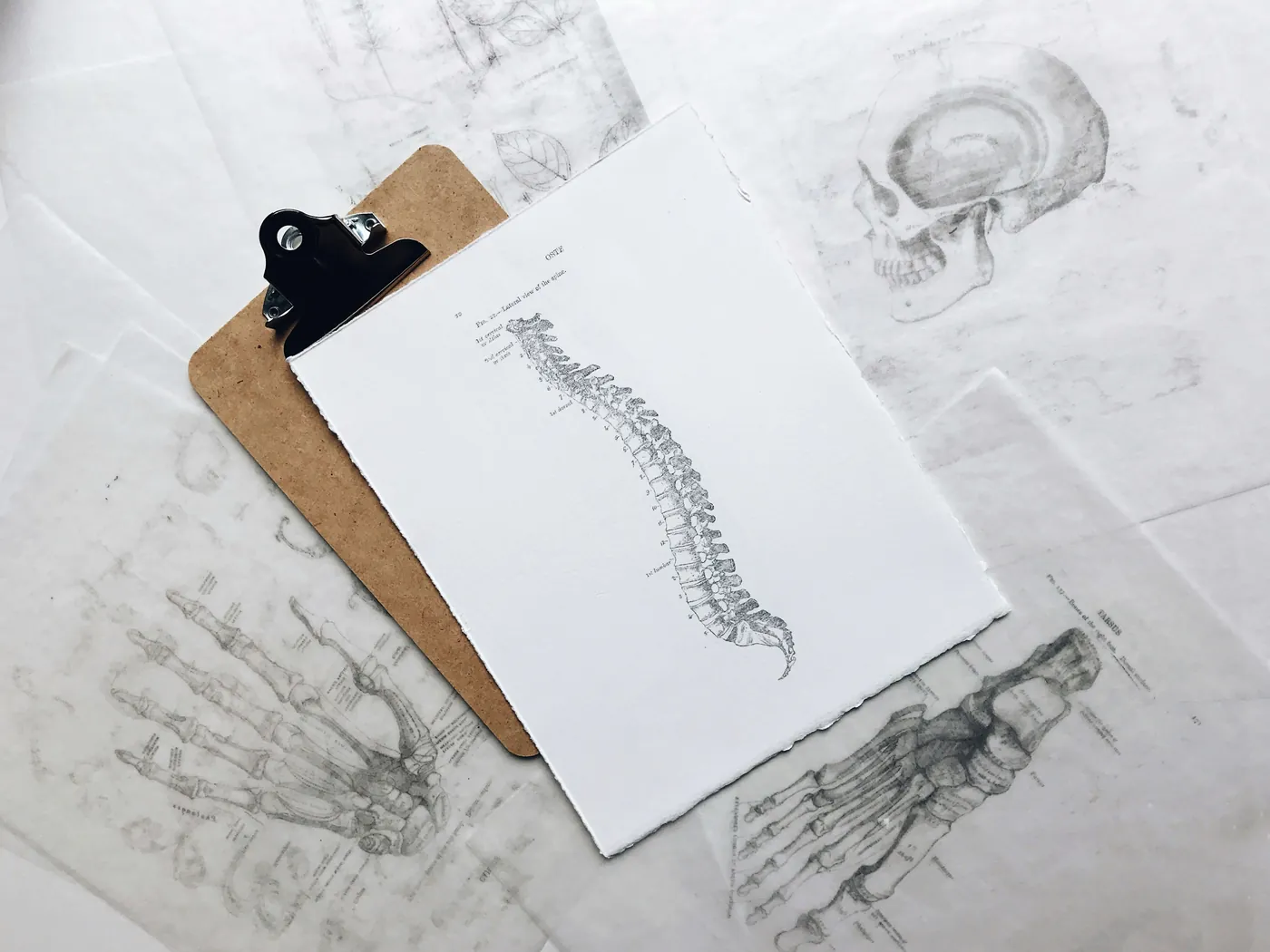 Tavola anatomica della colonna vertebrale su una cartellina