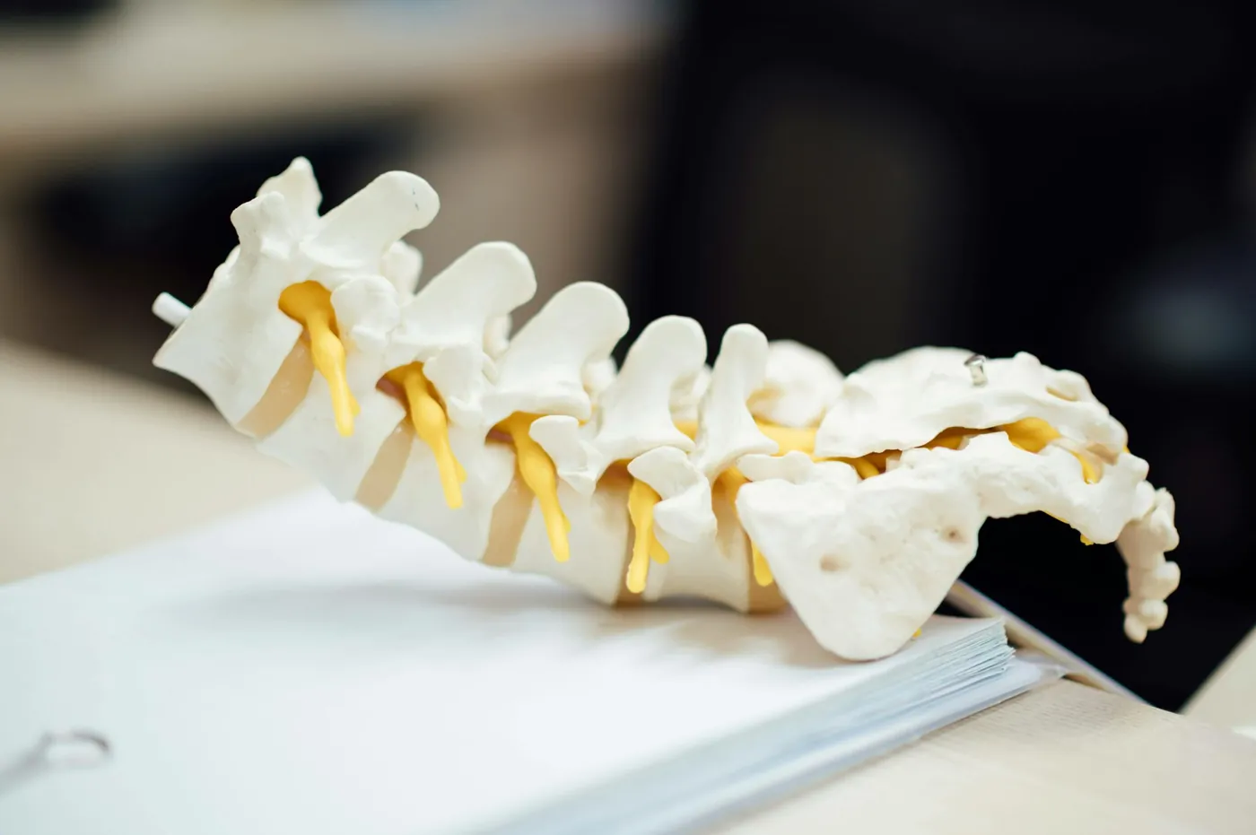 Modello anatomico della colonna vertebrale nello studio chiropratico